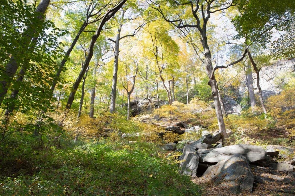 A bright forest clearing with boulders and stones going up a hill.