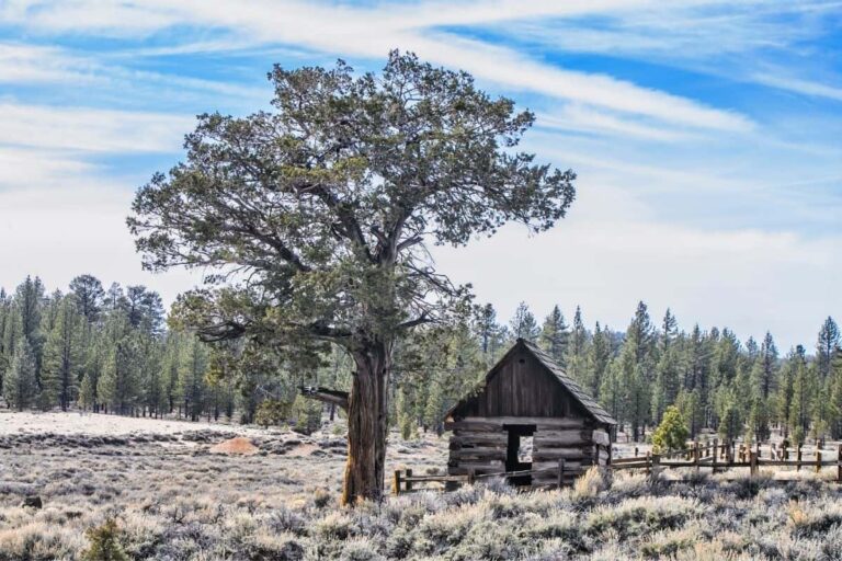 Vision of a simple life: Small cabin under a large tree in the middle of a large field.