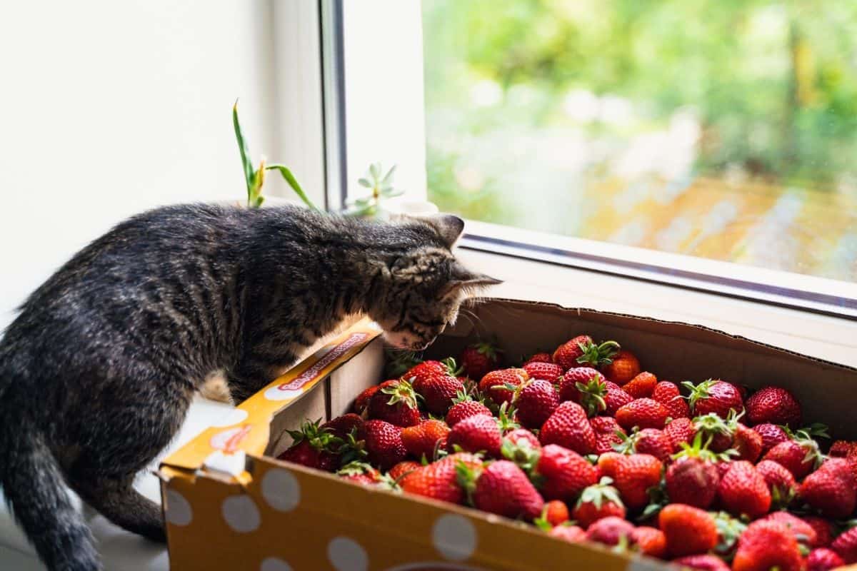 A cardboard box of strawberries sits on a windowsill with a gray cat sitting next to it smelling the strawberries.
