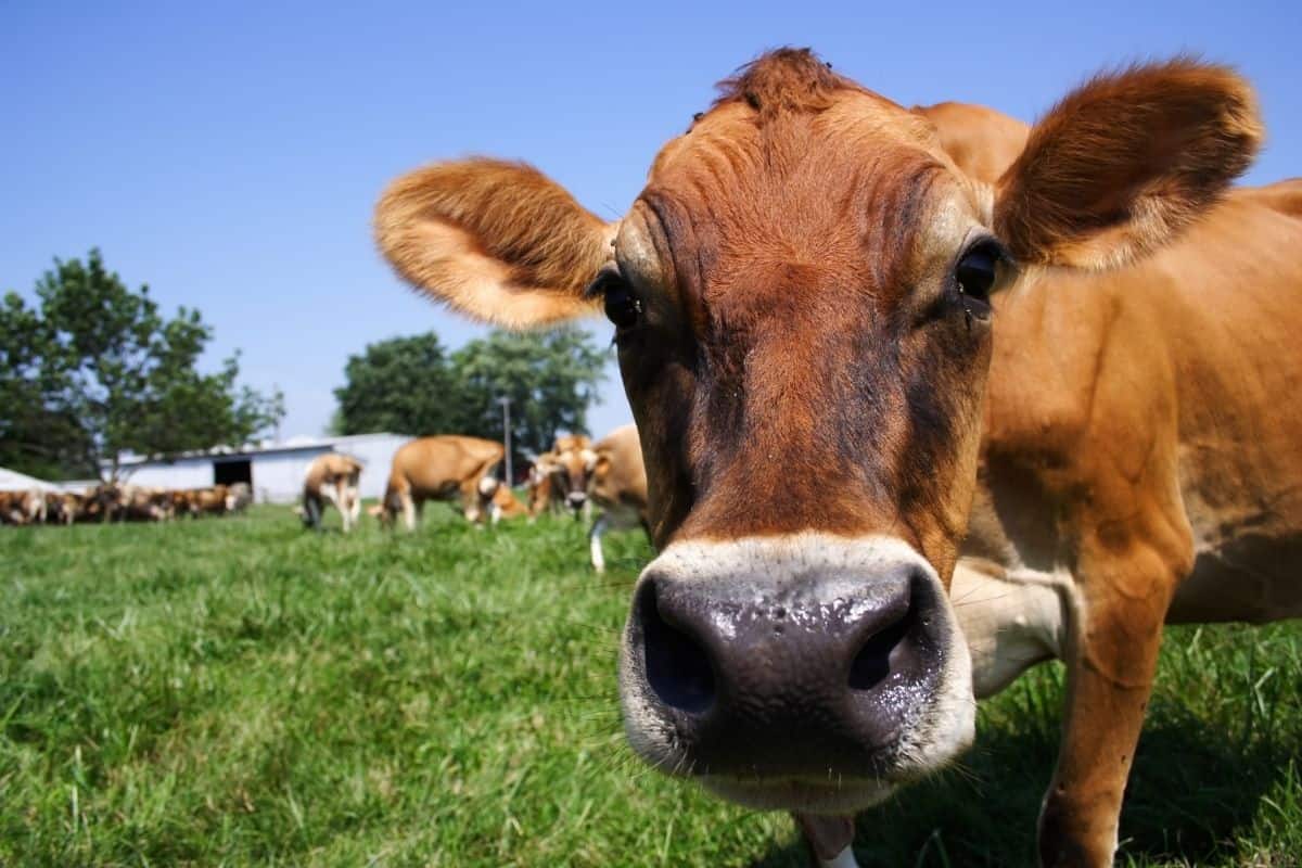 Very close and almost comical shot of a jersey cow with its nose very close to the camera. More jersey cows are grazing in the background of the photo.