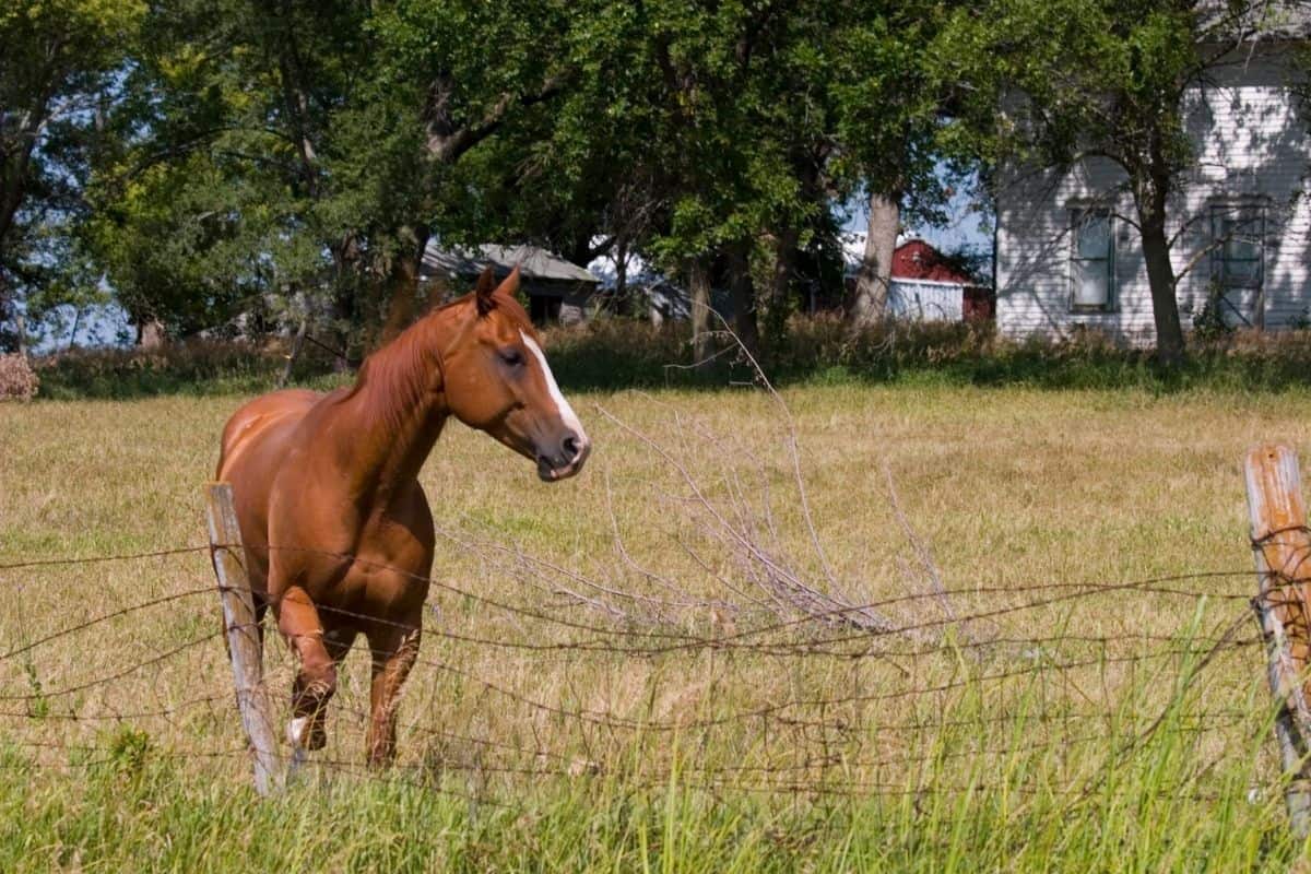 A brown horse standing in a pasture next to barbed wire fencing with a large white farmhouse and red barn in the background.