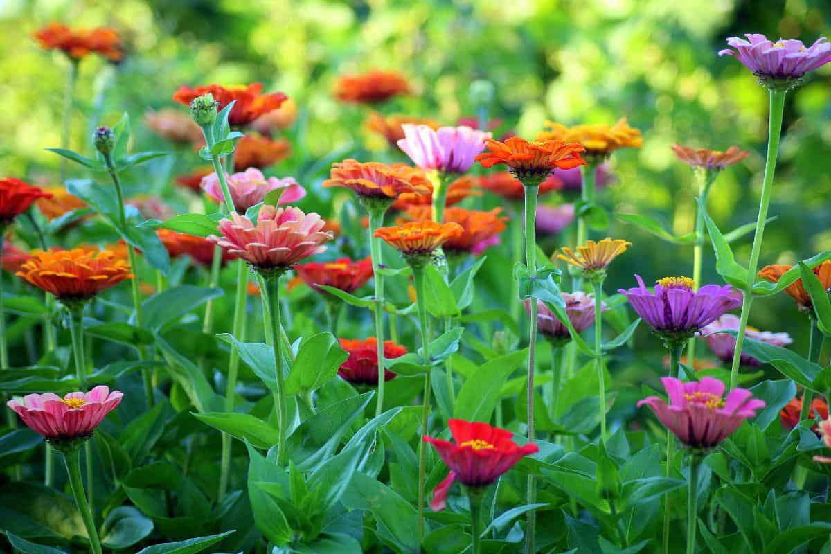 Close-up shot of a large garden full of zinnias in pink, orange, purple, and red.