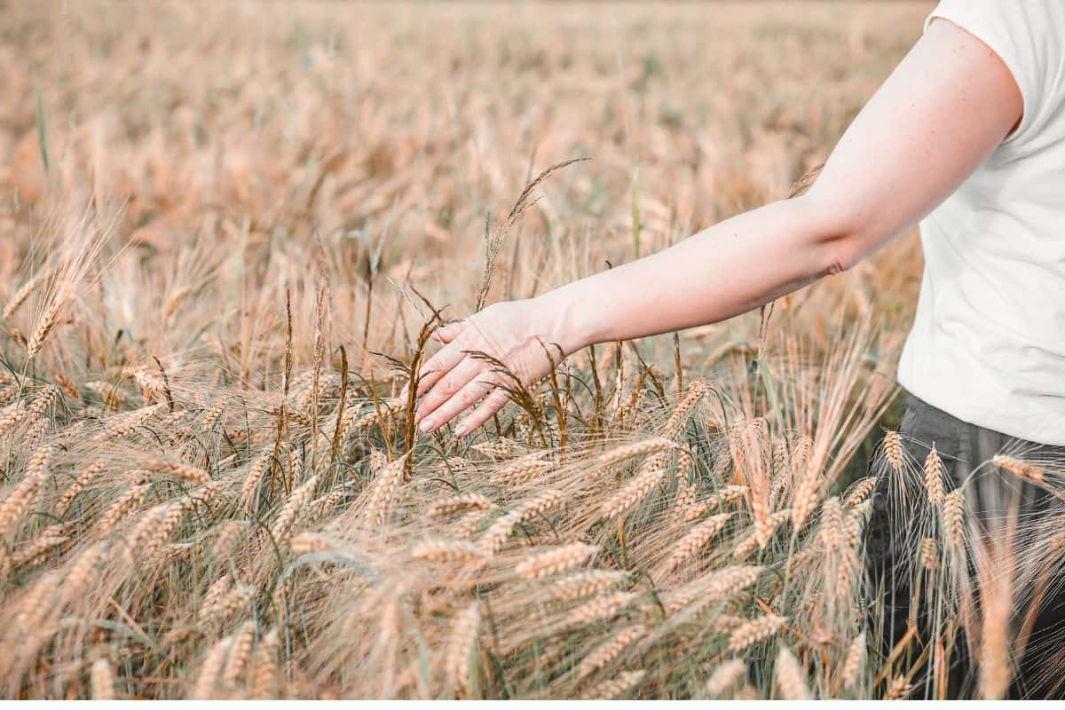A person in the foreground walking in a large wheat field with their hand outstretched brushing the stalks