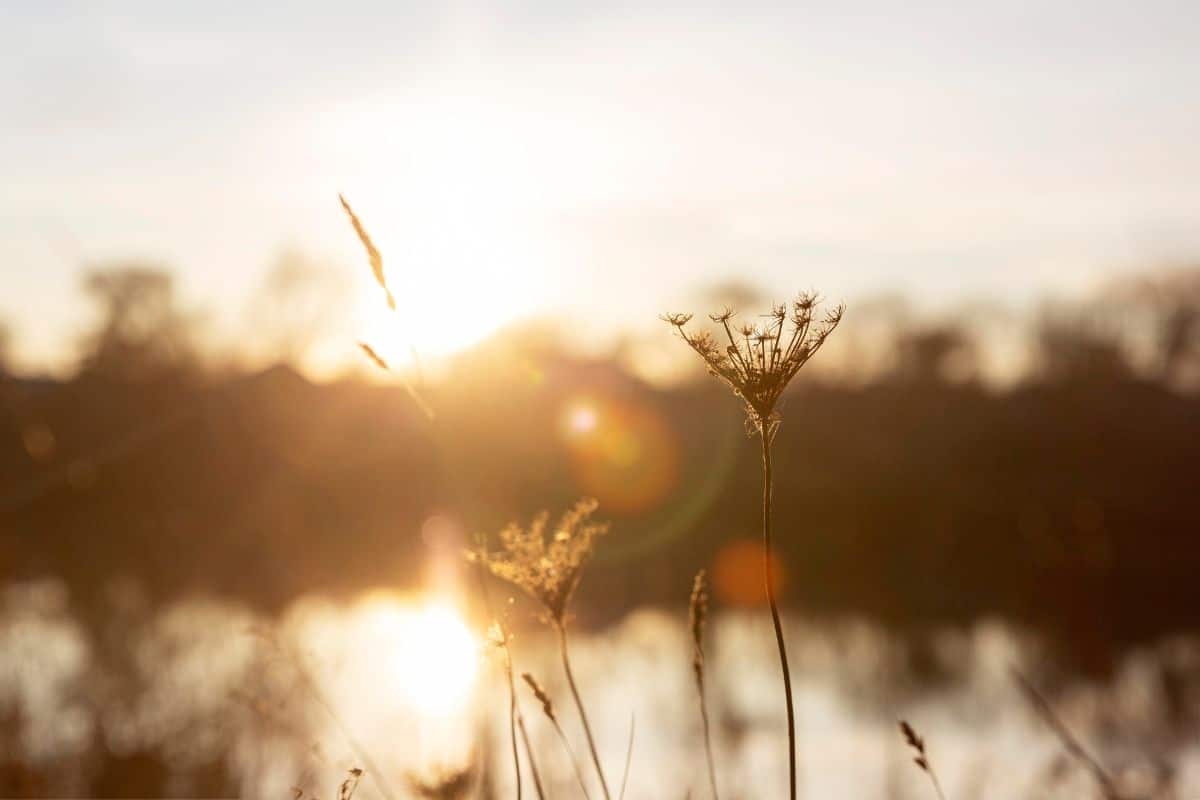 Weeds in the foreground with a sunset over a lake blurry in the background