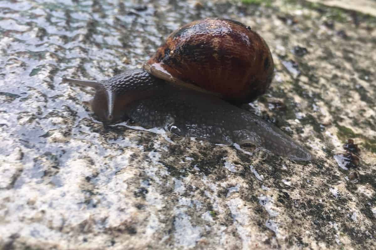 Close-up shot of a gray snail with a brown shell on a wet stone