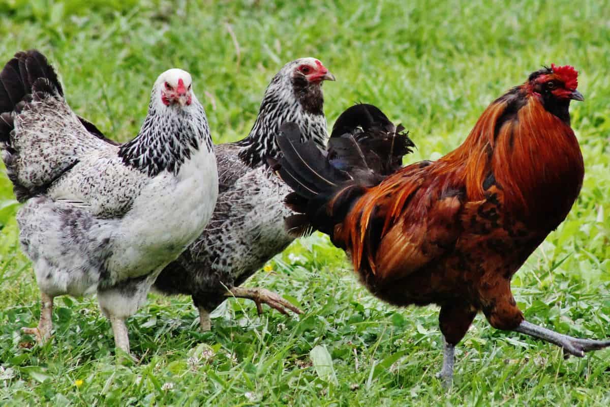 Brown rooster followed by two black and white chickens in a grassy pasture