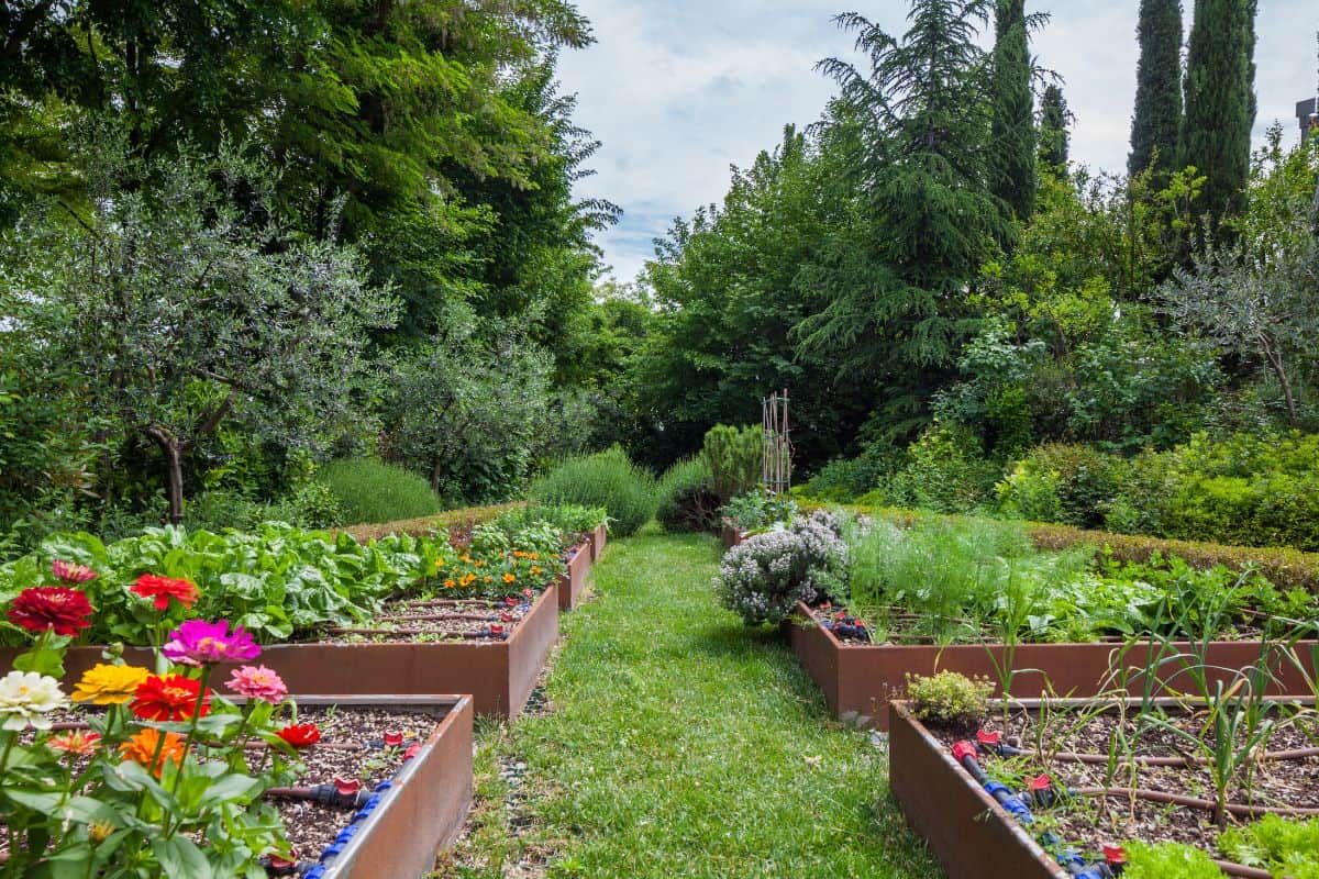 Large garden with multiple raised beds and fruit trees